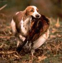 English Gundog