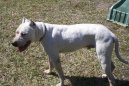 Dogo Argentino