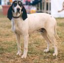 Ariege-Hound