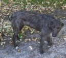 Australian Greyhound