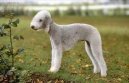 Bedlington Terrier