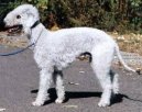 Bedlington Terrier