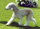 Bedlington Terrier
