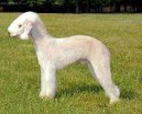 Bedlington Terrier