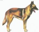 Chien de Berger Belge - Malinois