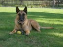 Chien de Berger Belge - Malinois