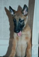 Chien de Berger Belge - Malinois