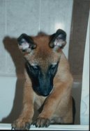 Chien de Berger Belge - Malinois