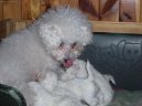 Bichon á poil frisé, Bichon Frise