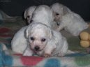 Bichon á poil frisé, Bichon Frise