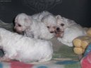 Bichon á poil frisé, Bichon Frise