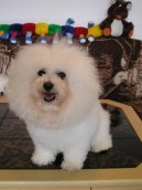 Bichon á poil frisé, Bichon Frise