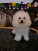 Bichon á poil frisé, Bichon Frise