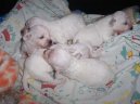 Bichon á poil frisé, Bichon Frise