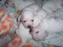 Bichon á poil frisé, Bichon Frise