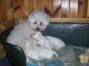 Bichon á poil frisé, Bichon Frise