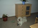 Bichon á poil frisé, Bichon Frise