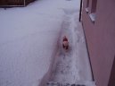 Bichon á poil frisé, Bichon Frise
