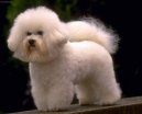 Bichon á poil frisé, Bichon Frise