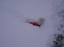 Bichon á poil frisé, Bichon Frise