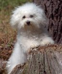 Bichon á poil frisé, Bichon Frise