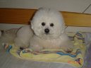Bichon á poil frisé, Bichon Frise