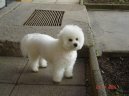 Bichon á poil frisé, Bichon Frise