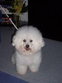 Bichon á poil frisé, Bichon Frise