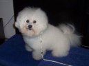 Bichon á poil frisé, Bichon Frise