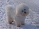 Bichon á poil frisé, Bichon Frise