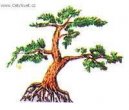 Bonsai