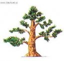 Bonsai