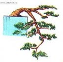 Bonsai