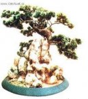 Bonsai