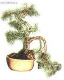 Bonsai