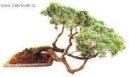 Bonsai