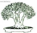 Bonsai