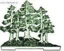 Bonsai