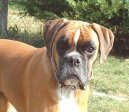 Deutscher Boxer