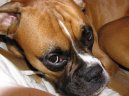 Deutscher Boxer