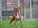 Deutscher Boxer