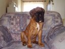 Deutscher Boxer
