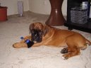 Deutscher Boxer
