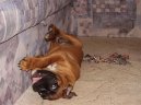 Deutscher Boxer