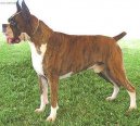 Deutscher Boxer
