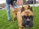 Deutscher Boxer