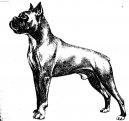 Deutscher Boxer