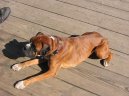 Deutscher Boxer