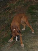 Deutscher Boxer