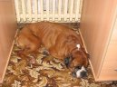 Deutscher Boxer